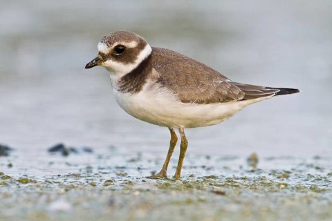 Common Ringed Plover (Charadrius hiatucula), walking on marsh shore, Galicia, Spain