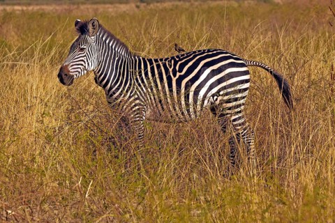 Crawshay zebra (Equus quagga crawshayi), Africa, Zambia, Zambia