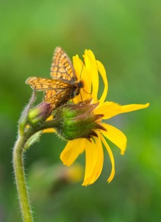 Bite tick moth, arnica montana, arnica, asteraceae, mountain welfare rental, euphydryas aurinia,