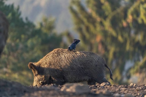 One wild boar or wild pig (Sus scrofa), walking over an opening searching for food. A western
