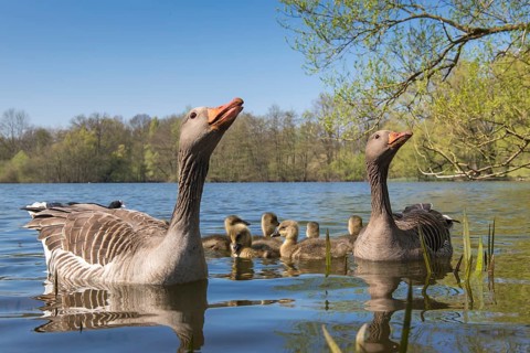 Greylag Goose (Anser anser) pair with chicks, Lower Saxony, Germany