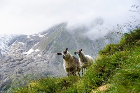 Two sheep (Ovis gmelini aries) on a steep mountain meadow, cloudy mountain landscape, Bernese Alps,
