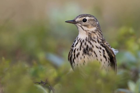 Meadow Pipit - Wiesenpieper - Anthus pratensis ssp. pratensis, Russia