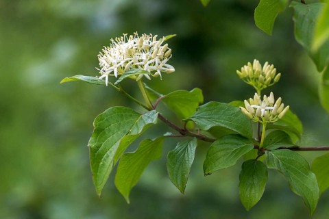 Cornaceae, Cornus Sanguinea, Common Blood-Red Dogwood, Dogwood, Dogwood, Red Dogwood, Red Hornbush,