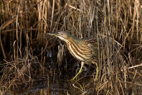 American Bittern in freshwater marsh, Yolo County California