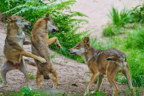 Three wolves standing in the forest, two are playfully interacting whilst standing on their hind