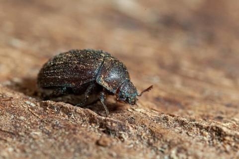 Aesalus scarabaeoides, black-brown short rotter, beetle, coleoptera, insects, beetles