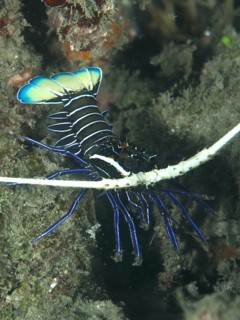 Painted rock crayfish (Panulirus versicolor) with bright blue markings on the seabed, Gondol East