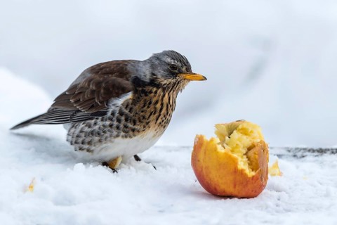 Fieldfare (Turdus pilaris) feeding on an apple, Mecklenburg-Western Pomerania, Germany
