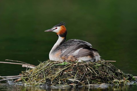 Great Crested Grebe (Podiceps Scalloped ribbonfish) sitting on its nest, North Rhine-Westphalia,