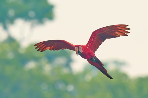 A single parrot with a wide wingbeat flies over the trees: the green-winged macaw, or dark-red