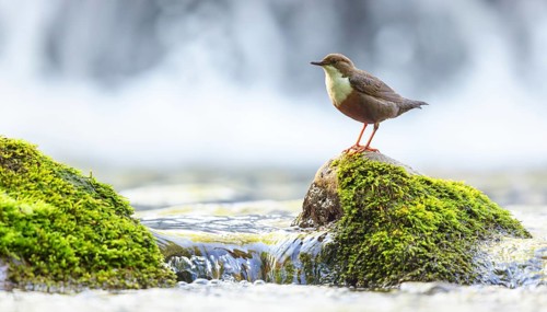 White-throated Dipper, (Cinclus cinclus), foraging at a mountain stream, animals, birds,