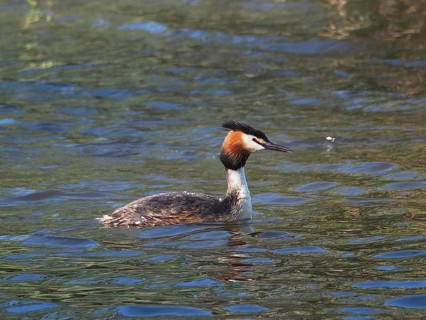 Great Crested Grebe (Podiceps cristatus)