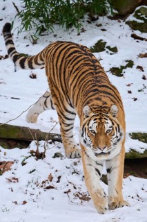 Siberian tiger (Panthera tigris altaica) walking in the snow in winter, captive, Germany