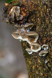 Burnt smoke porling, Bjerkandera adusta, Gloeoporus adustus, Leptoporus adustus, Polyporus crispus,