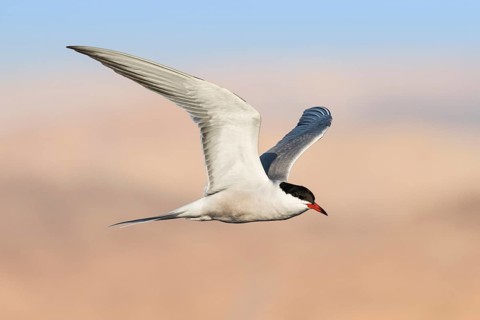 Common Tern (Sterna hirundo) flying, Eilat, Israel