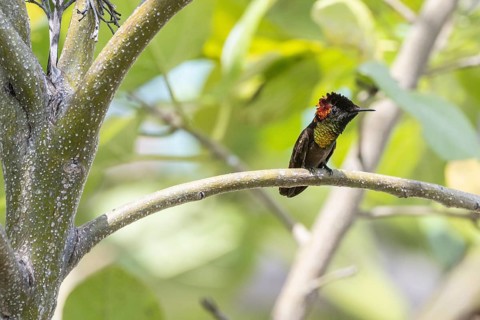 Topaz ruby-throated hummingbird (Chrysollampis mosquitus), Curacao