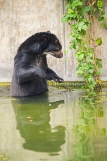 American black bear (Ursus americanus), in the water beside a wall, captive, Bavaria, Germany