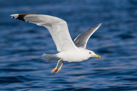 Caspian Gull (Larus cachinnans) flying, Eilat, Israel