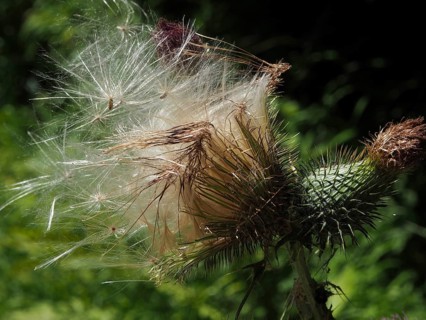 Close-up of Spear Thistle (Cirsium vulgare) and achenes in sunlight, Hüttchopf, Tösstal, Canton of