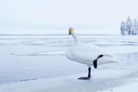 Whooper Swan (Cygnus cygnus), Finland