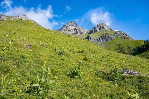 Mountain meadow with Great yellow gentian (Gentiana lutea), Bernese Alps, Bernese Oberland,