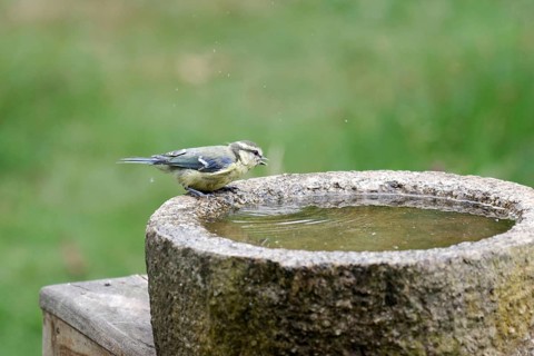 Blue Tit (Cyanistes caeruleus), young bird, bird bath, water droplets