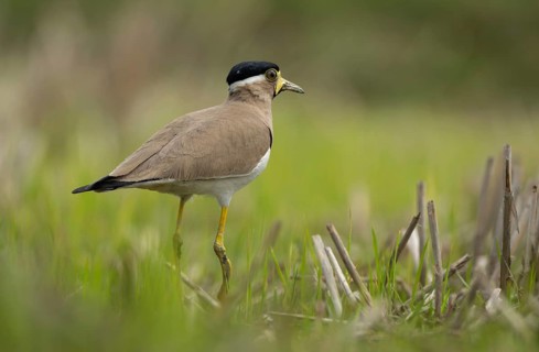 Yellow-wattled Lapwing (Vanellus malabaricus) foraging in a dry agricultural field, Sreepur,