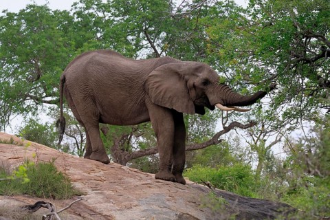 African elephant (Loxodonta africana), adult, foraging, Kruger National Park, Kruger National Park,