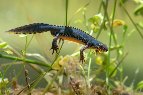Alpine newt, mountain newt, ichthyosaura alpestris, mesotriton alpestris, triturus alpestris,