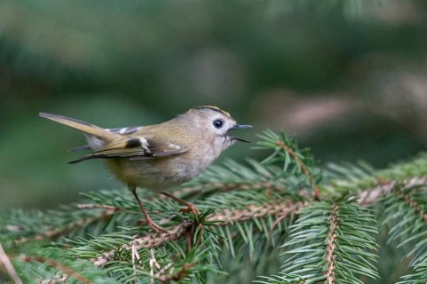 Goldcrest, golden chicken, Regulus regulus, winter golden grouse, birds, song, passeri, singing,