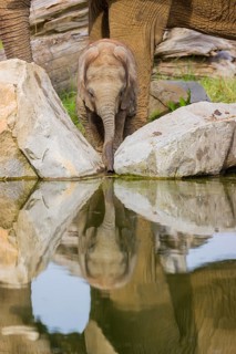 Adult female African elephant (Loxodonta africana) with 4 month old baby at a water hole, with