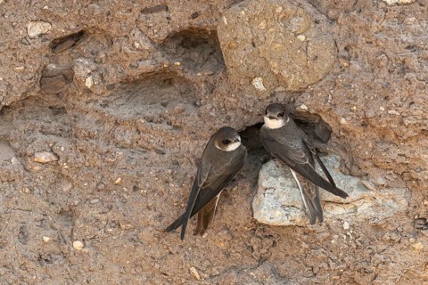 Bank Swallow, Brandenburg, Germany, Nabu, Nabu Project, National Natural Heritage, Grünhaus Nature