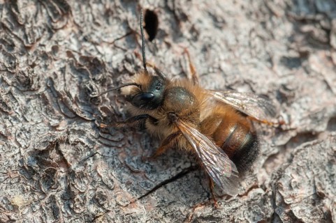 Apidae, bees, hymenoptera, osmia bicornis, osmia rufa, red mason bee, red mason bee, insects,