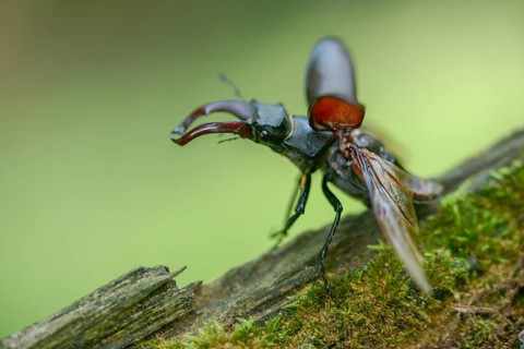 Thundergugi, firecracker, stag beetle, hornschröter, Lucanus cervus, Schröter, Beetle, Coleoptera,