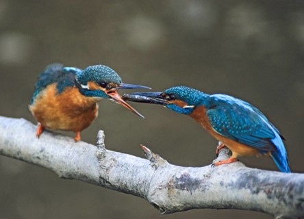 Alcedo Atthis, kingfisher, alcedinidae, birds, kingfishers, female, feeding, leo, male, river