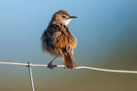 Cist-singers, cisticola juncidis, fan-tailed warblers, zitting cisticola, birds, extremadura, high