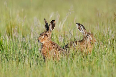 Brown hares (Lepus europaeus) sitting in a wild meadow, North Rhine-Westphalia, Germany