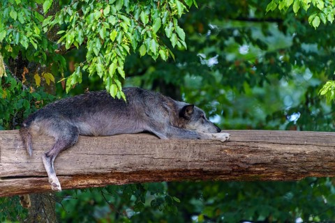 Timberwolf, wolf, American wolf (Canis lupus lycaon), Germany. A wolf lies relaxed on a large tree