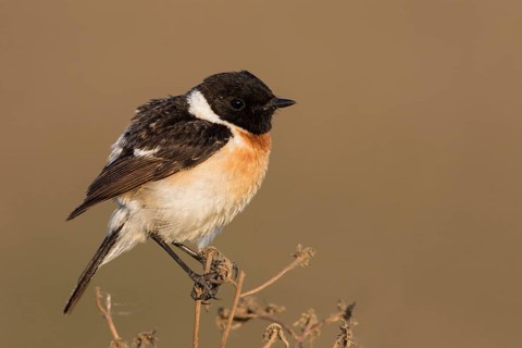 Siberian Stonechat - Pallasschwarzkehlchen - Saxicola maurus, Russia (Ural), adult male