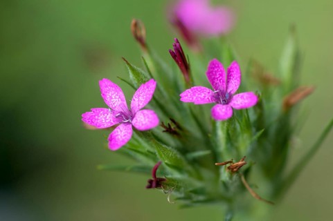 Tuft clove, caryophyllaceae, deptford pink, dianthus armeria, grass pink, clove family, rough