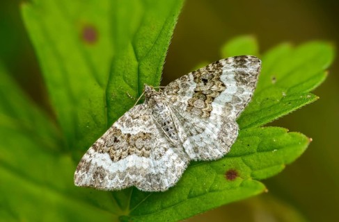Epirrhoea alternata, geometridae, grit weeding, weeding, tensioner, butterfly, common carpet,