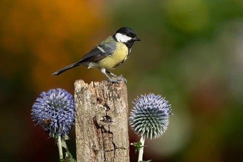 Great tit (Parus major) adult garden bird on a fence post with Globe thistle flowers in summer,