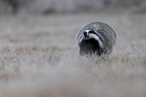 European badger (Meles meles), Bitburg, Rhineland-Palatinate, Germany