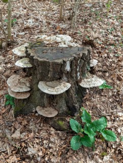 Flat lacquer porling, ganoderma applanatum, ganoderma lipsiense, lacquer porling, painter's