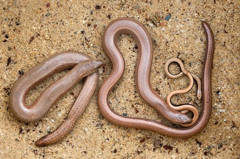 Anguis fragilis, slow worm, western slow worm, adult, blindworm, deaf adder, hazelworm, juvenile,