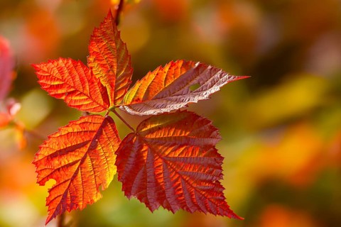 Blackberry, real blackberry, autumn colors, Rubus fruticosus agg., autumn, blackberry, flora,