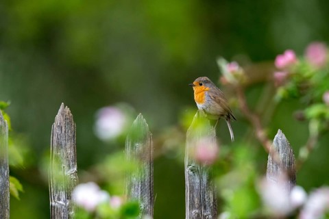 Erithacus rubecula, fruit tree blossom, robin, robins, birds, spring, garden birds, garden fence,