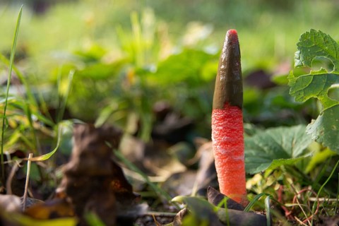 Dog rod, Mutinus elegans, beautiful dog rod, beautiful rod mushroom, elegant dog rod, noble rod