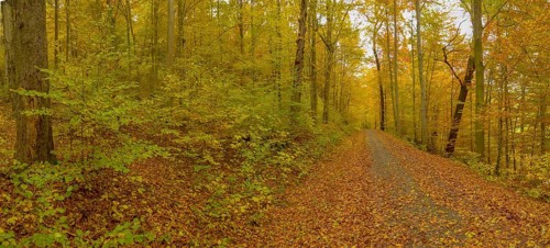 Eleventh hour, Greiz-Werdauer-Wald, Thuringia, Autumn, Herbswald, Landscape, Landscape, Vogtland